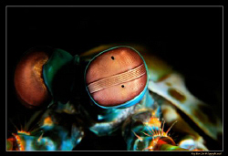 The Peacock Mantis Shrimp has one of the most complex eye... by Kay Burn Lim 